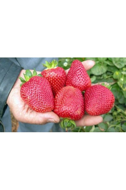 Полуниця садова Дарселект